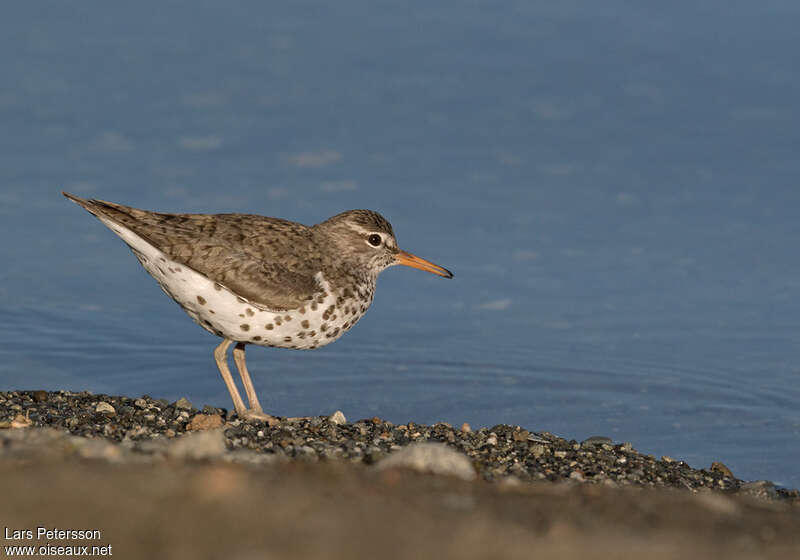 Spotted Sandpiperadult breeding, identification