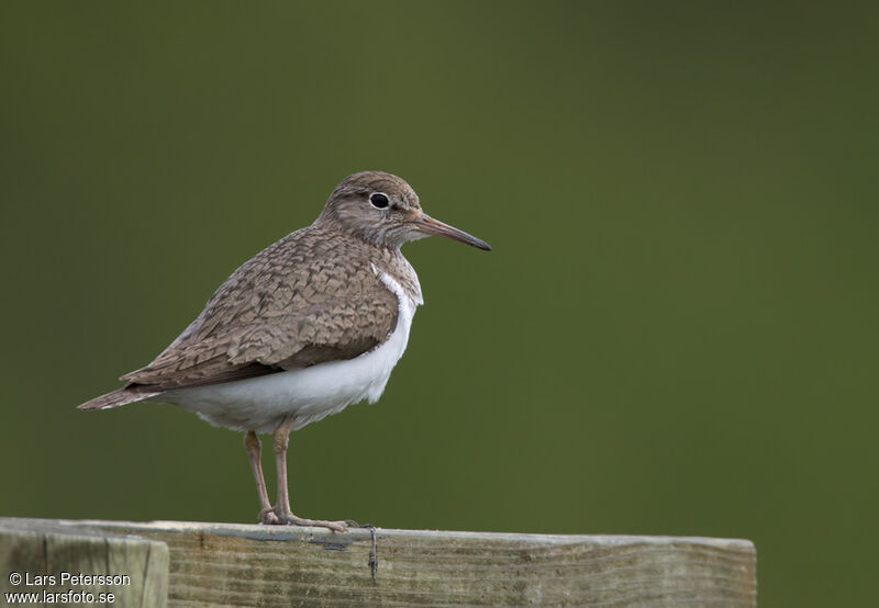 Common Sandpiper