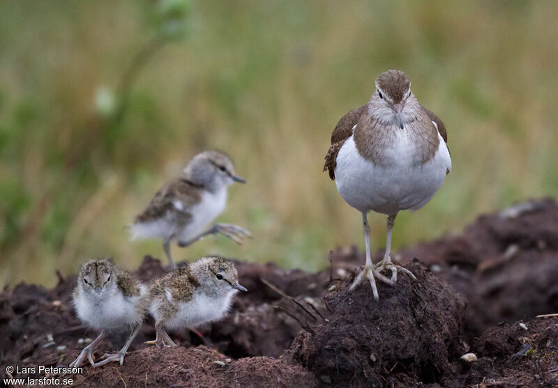 Common Sandpiper