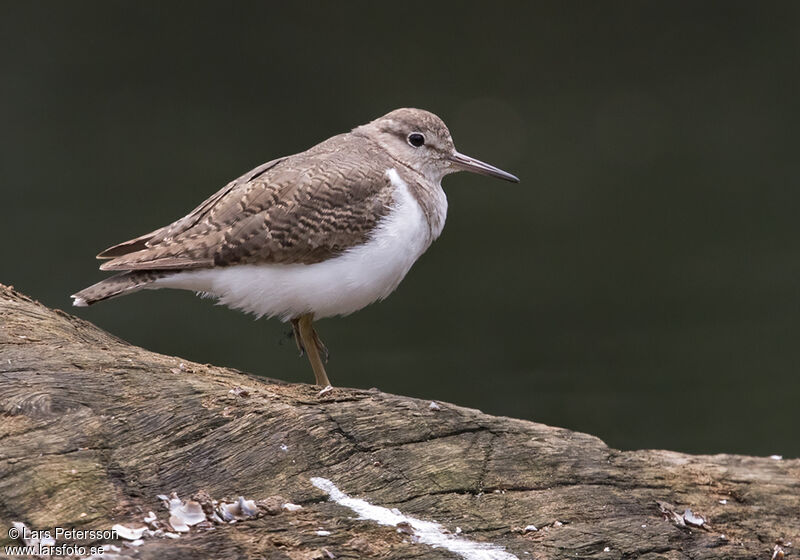 Common Sandpiper