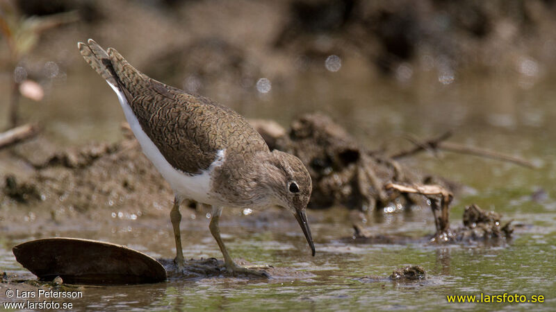 Common Sandpiper