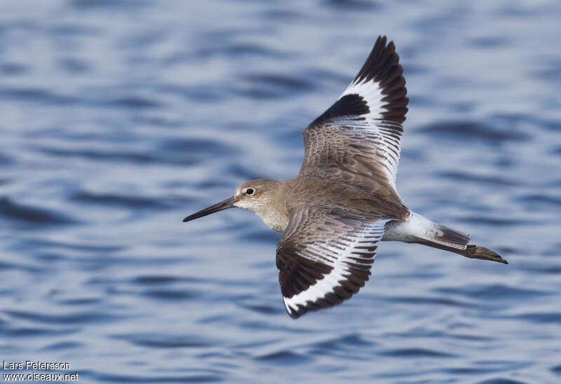 Willet, pigmentation, Flight