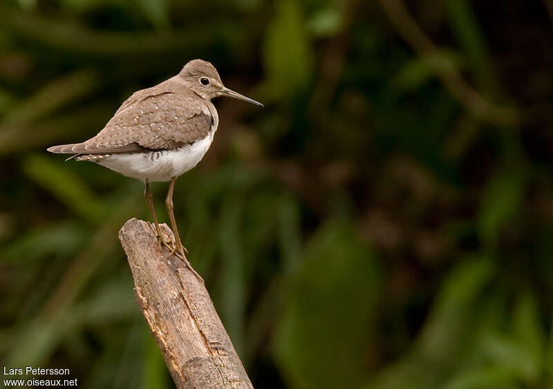 Solitary Sandpiperadult post breeding, Behaviour