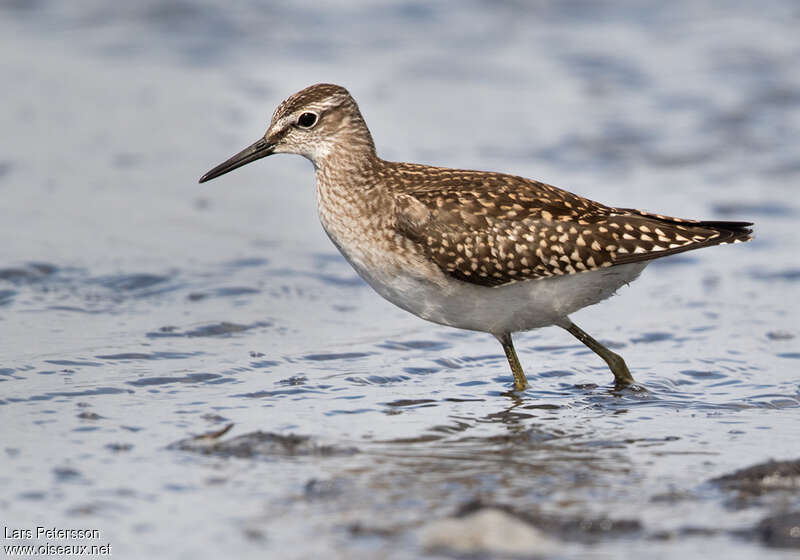 Wood Sandpiperjuvenile, identification