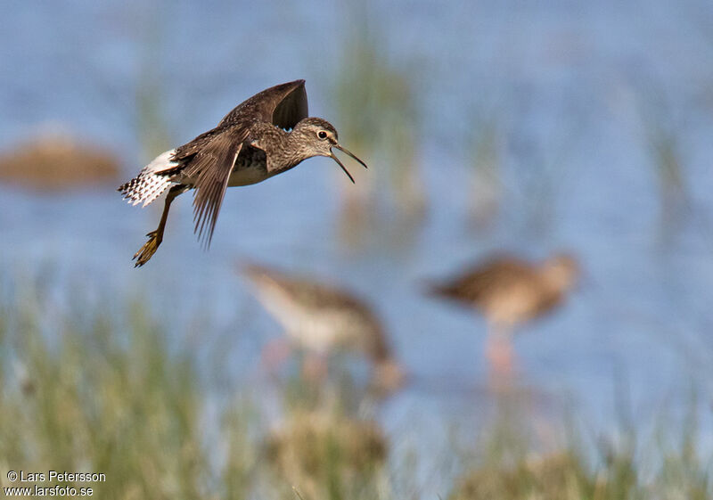 Wood Sandpiper