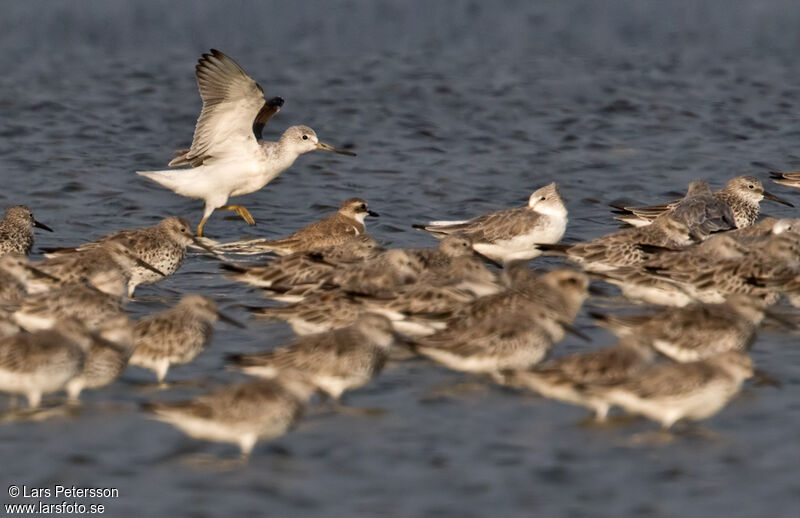 Nordmann's Greenshank