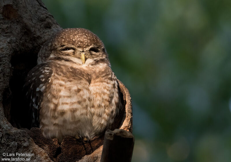 Spotted Owlet