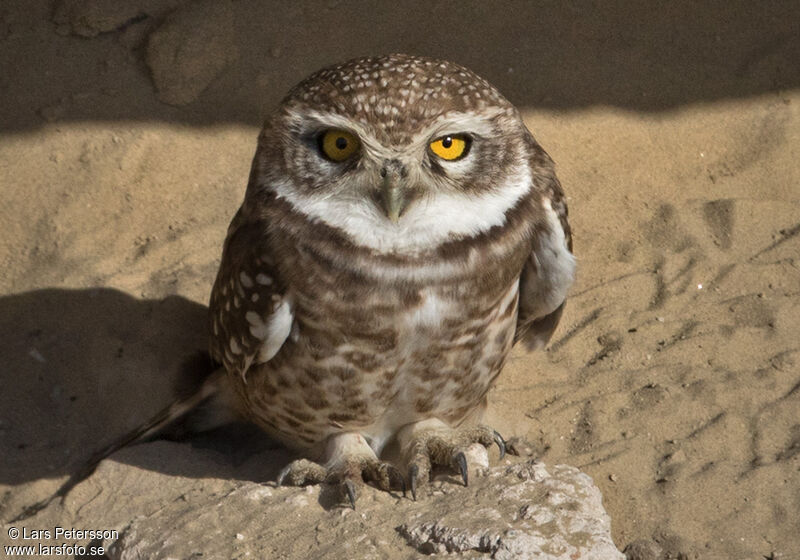 Spotted Owlet