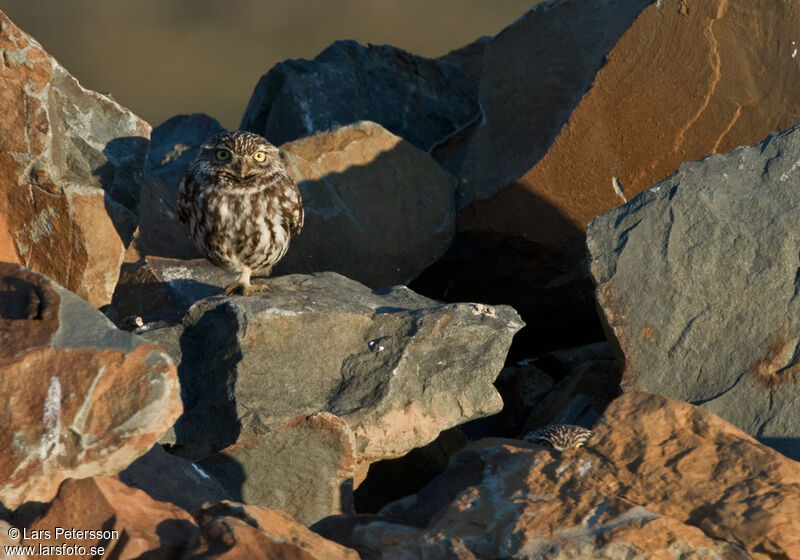 Little Owl