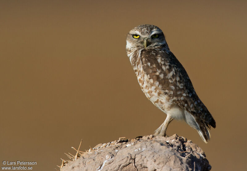 Burrowing Owl