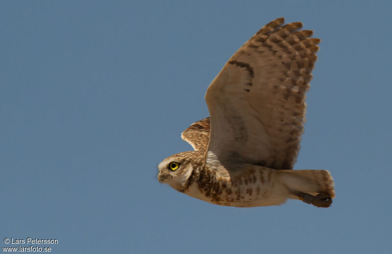 Burrowing Owl