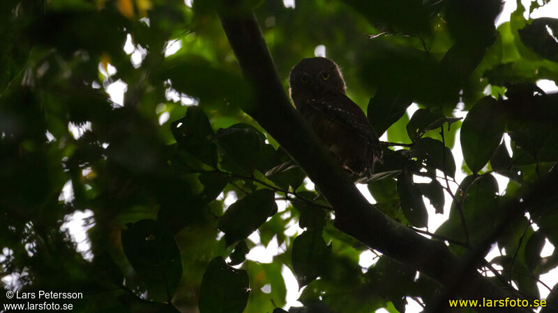 Sjöstedt's Barred Owlet