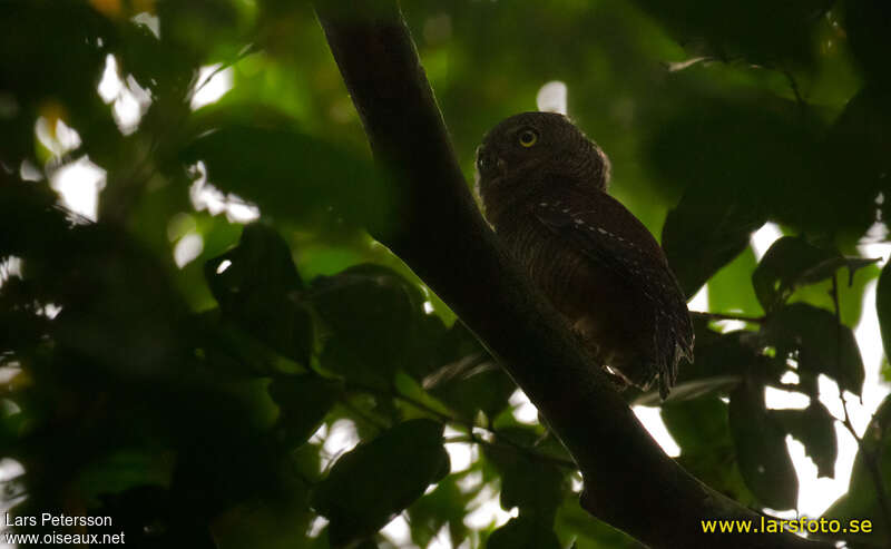 Sjöstedt's Barred Owlet