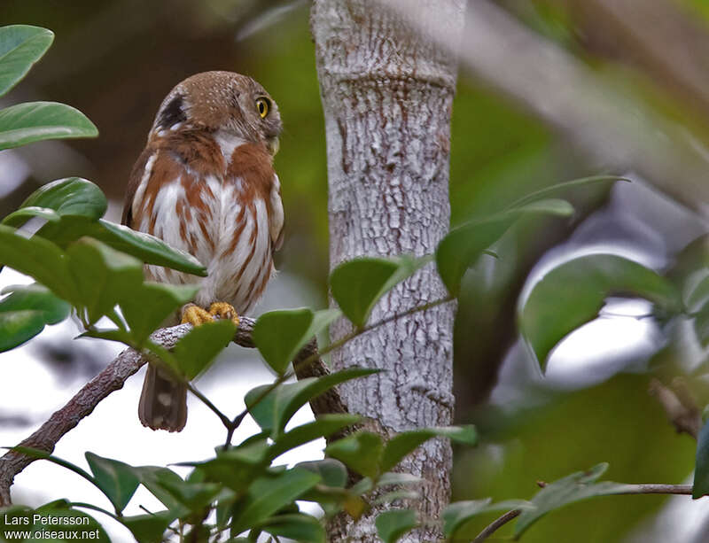 East Brazilian Pygmy Owladult, habitat, pigmentation