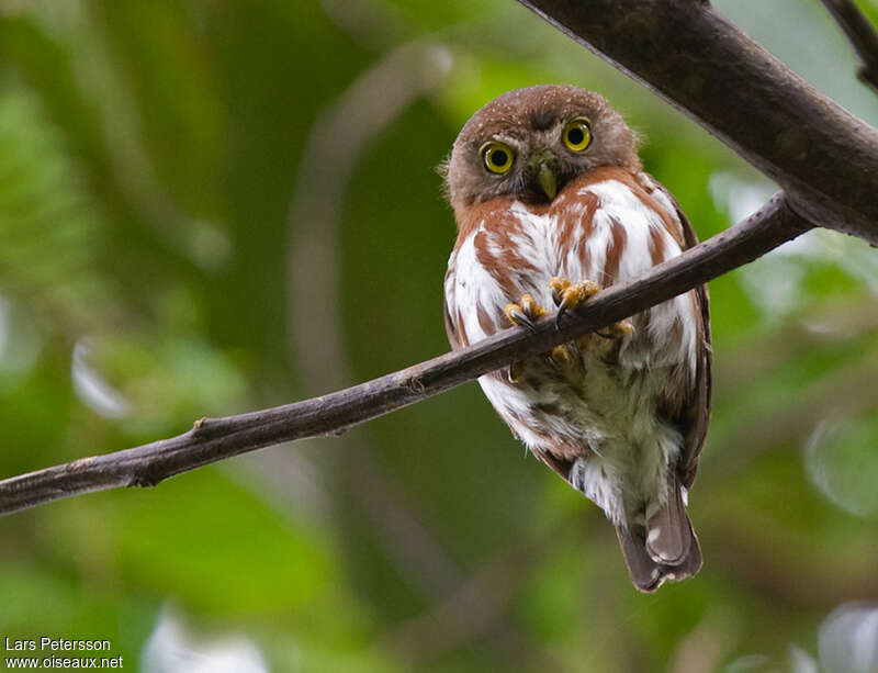 East Brazilian Pygmy Owladult, close-up portrait