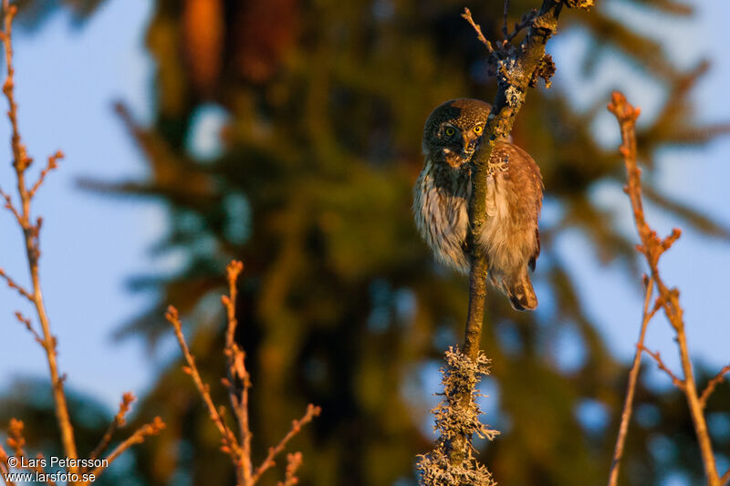 Eurasian Pygmy Owl