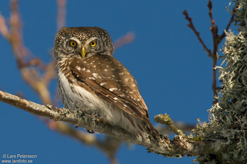 Eurasian Pygmy Owl