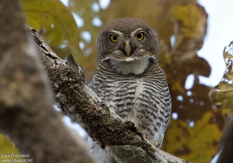 Chevêchette de jungleadulte, portrait, composition, chant