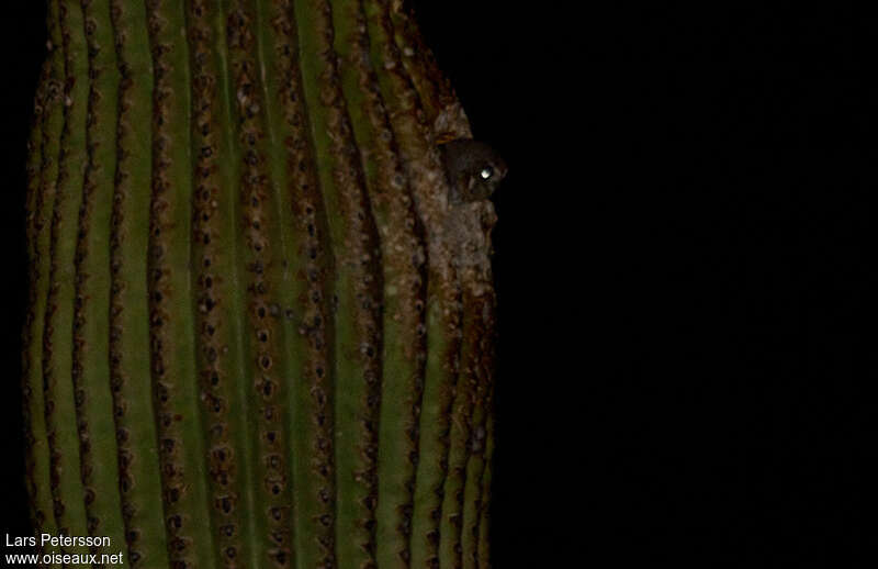 Chevêchette des saguaros