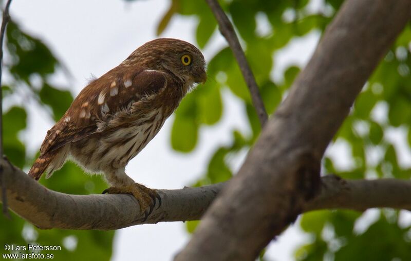 Pacific Pygmy Owl