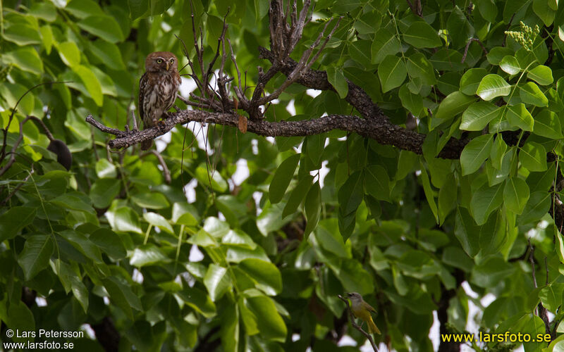 Pearl-spotted Owlet