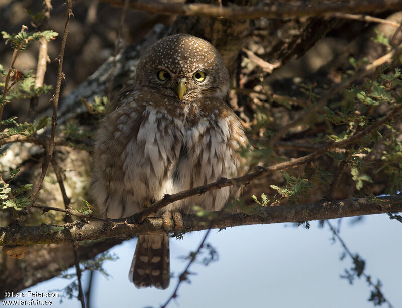 Pearl-spotted Owlet