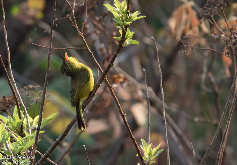 African Yellow Warbler