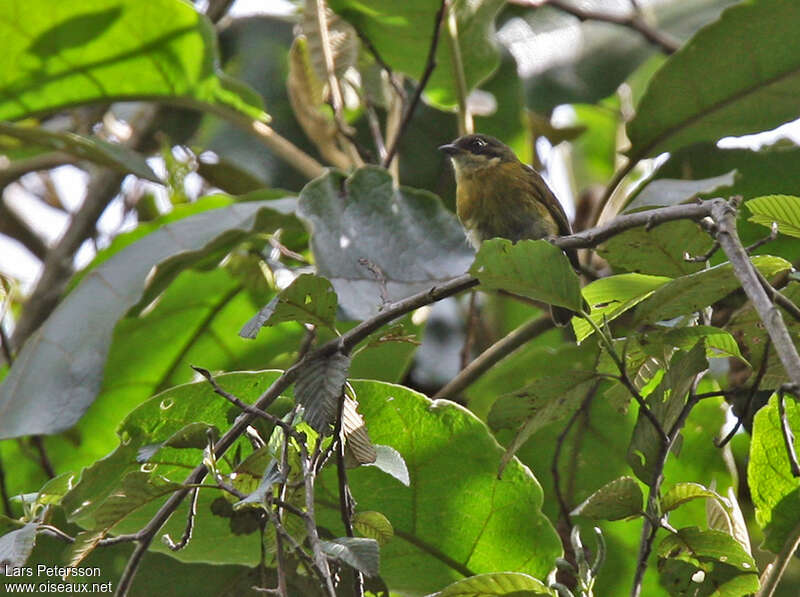 Chlorospin des buissonsadulte, habitat