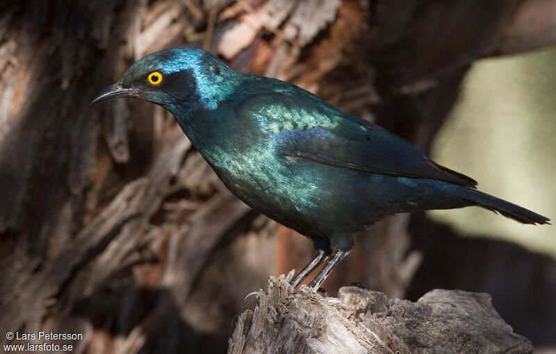 Cape Starling