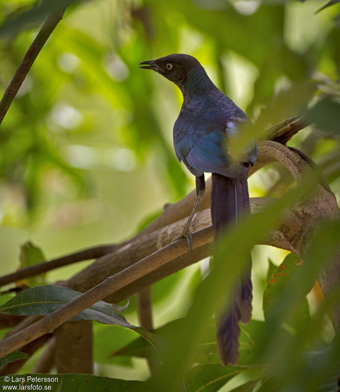 Long-tailed Glossy Starling