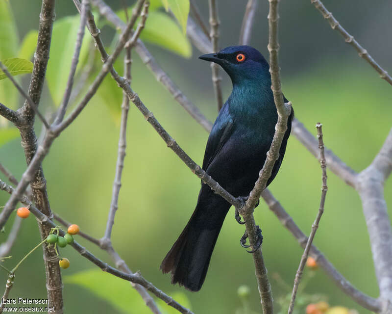 Choucador à ventre noiradulte, identification