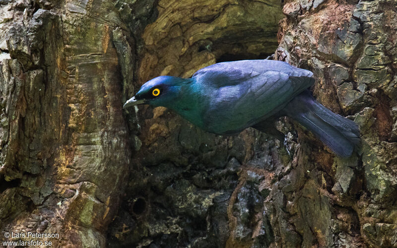 Choucador à ventre noir