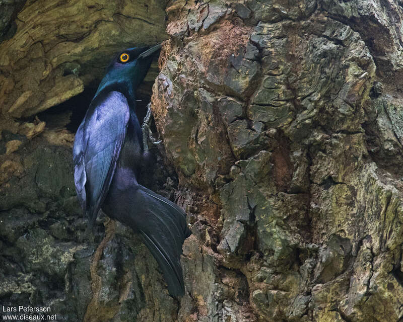 Black-bellied Starlingadult, Reproduction-nesting