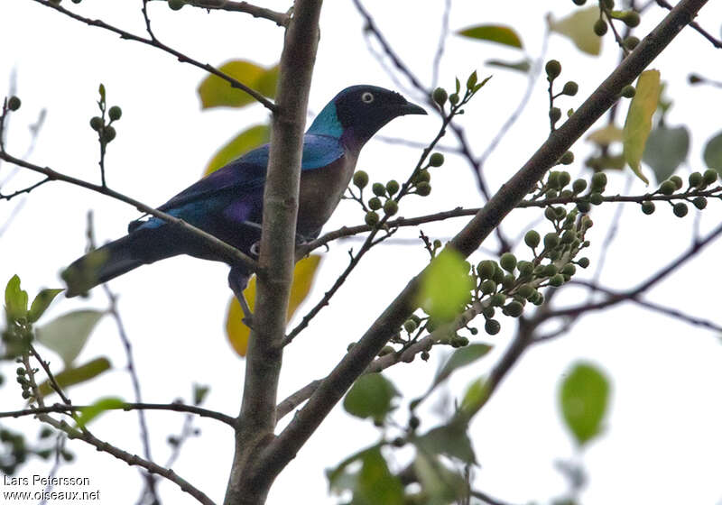 Choucador de Principéadulte, identification