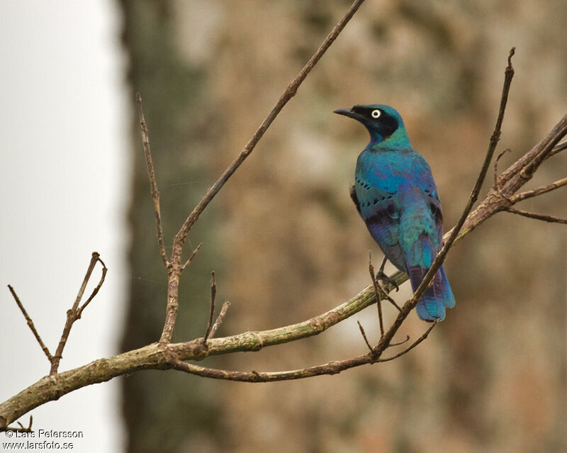 Splendid Starling