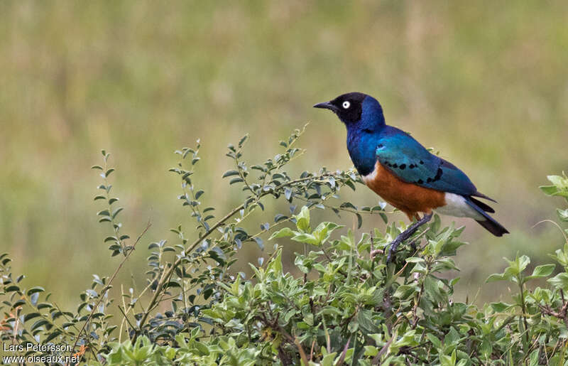 Superb Starlingadult, habitat, pigmentation