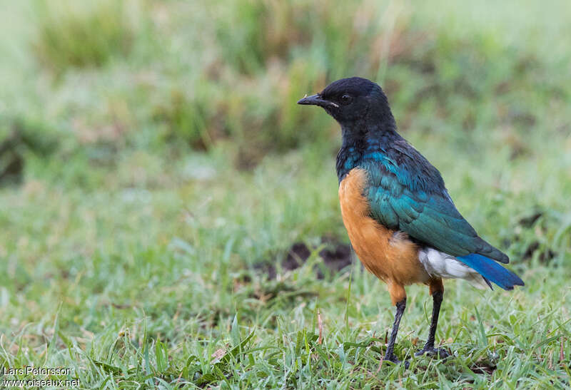 Choucador superbe1ère année, identification