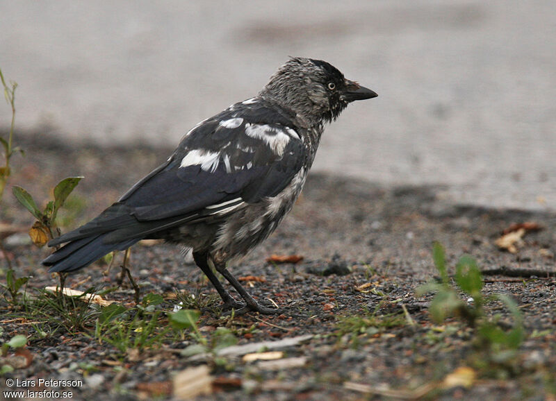 Western Jackdaw