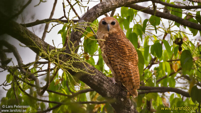 Pel's Fishing Owl