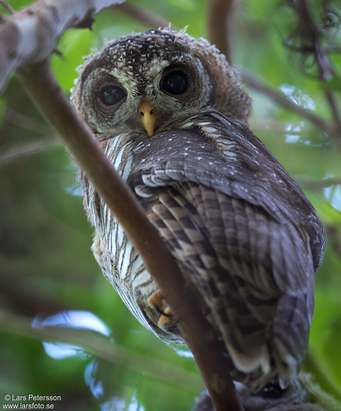 African Wood Owl