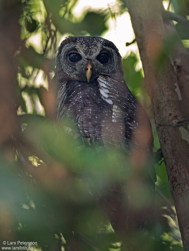 African Wood Owl