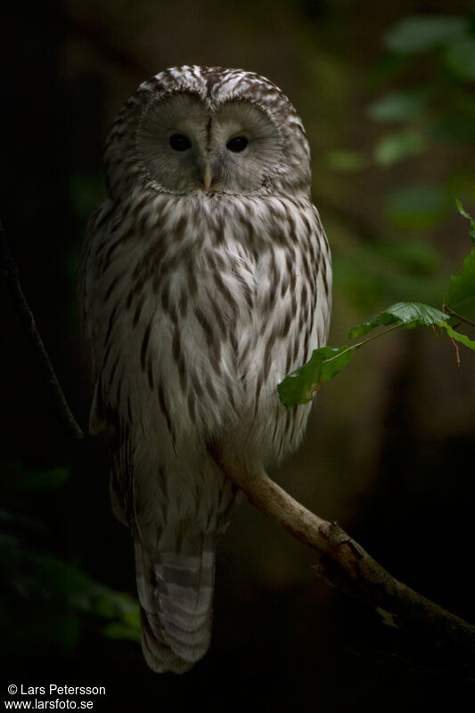 Ural Owl