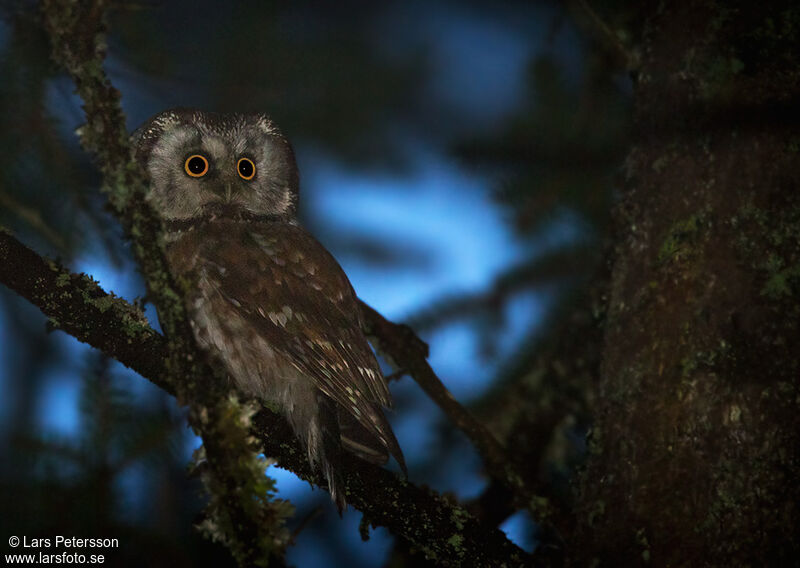 Boreal Owl