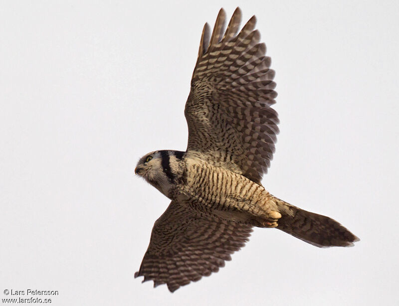 Northern Hawk-Owl