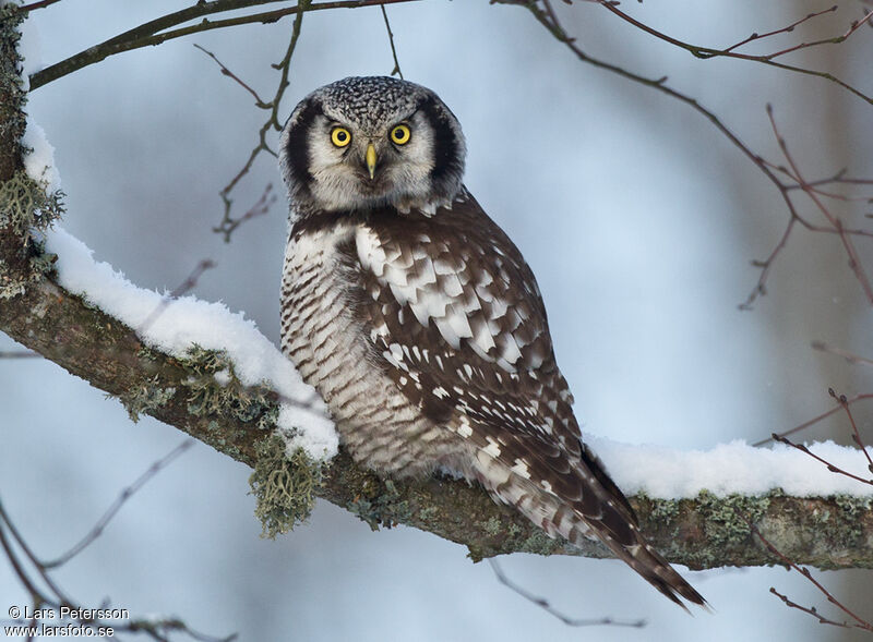 Northern Hawk-Owl