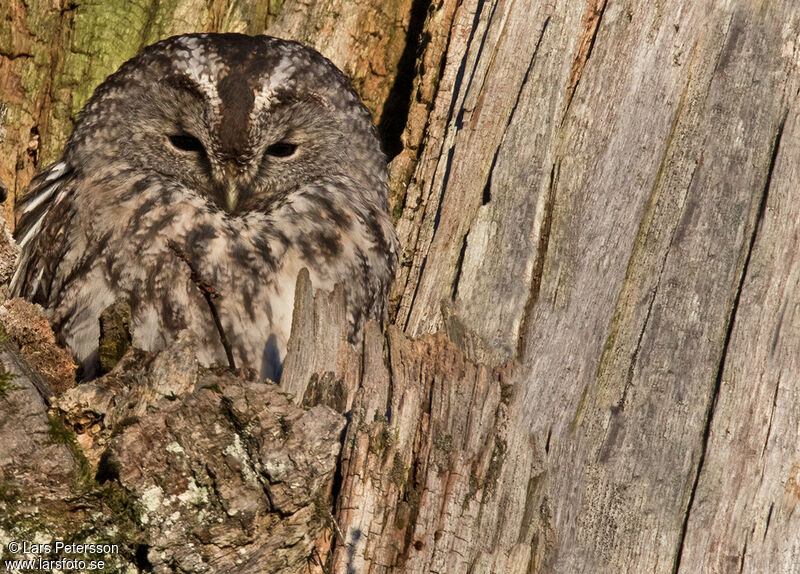 Tawny Owl