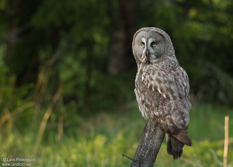 Great Grey Owl