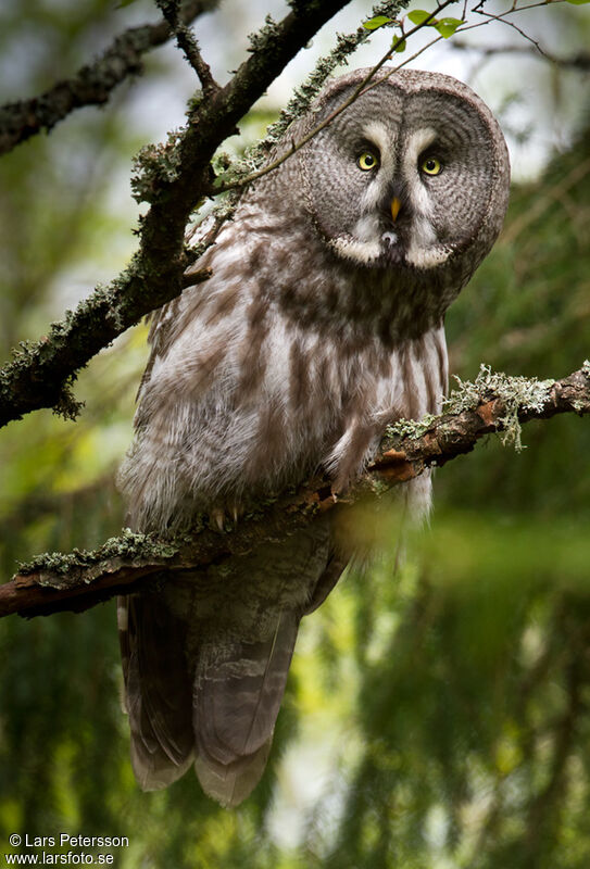 Great Grey Owl