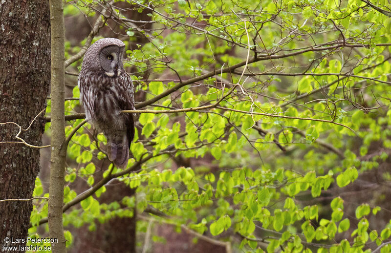 Great Grey Owl