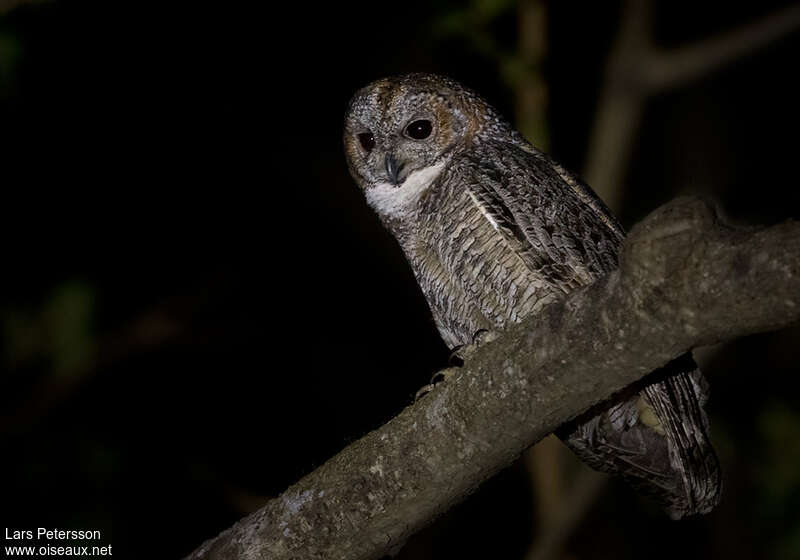 Mottled Wood Owladult